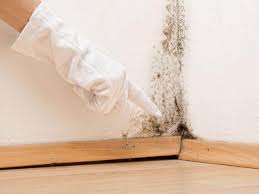 Best Residential Mold Inspection & Testing  in Daytona Beach Shores, FL